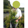 PUNICA granatum En pot de 4-5 litres