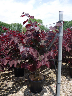 CERCIS canadensis FOREST PANSY En pot de 25-30 litres buisson hauteur 100-125 cm