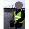 GROSEILLIER À MAQUEREAU En pot de 4-5 litres