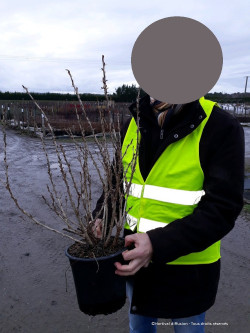 GROSEILLIER À MAQUEREAU En pot de 4-5 litres