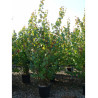 CERCIDIPHYLLUM japonicum En pot de 15-20 litres