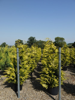 CHAMAECYPARIS lawsoniana GOLDEN WONDER En pot de 35-50 litres
