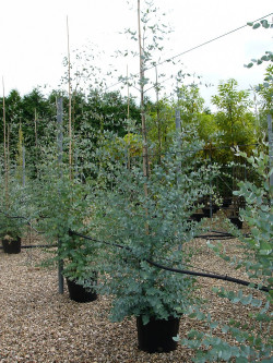 EUCALYPTUS gunnii En pot de 25-30 litres forme baliveau