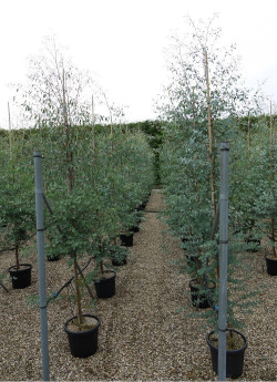 EUCALYPTUS gunnii En pot de 25-30 litres forme baliveau