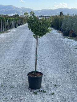 GINKGO biloba MARIKEN En pot 15-20 litres forme tige hauteur du tronc 110-130 cm
