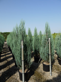 JUNIPERUS BLUE ARROW En pot de 35-50 litres