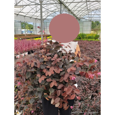 LOROPETALUM chinense BLACK PEARL En pot de 10-12 litres