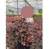 LOROPETALUM chinense BLACK PEARL En pot de 10-12 litres