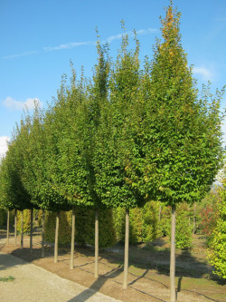 CARPINUS betulus FRANS FONTAINE