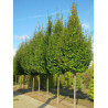 CARPINUS betulus FRANS FONTAINE