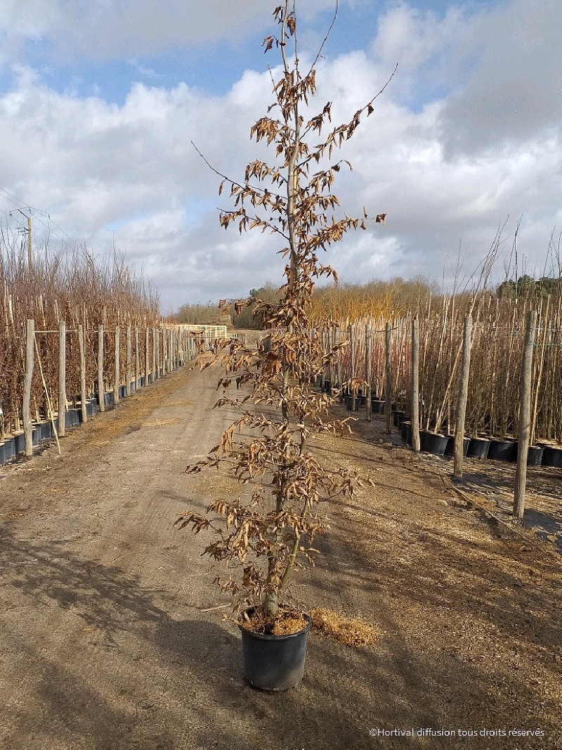 CARPINUS betulus (Charme commun) — free download