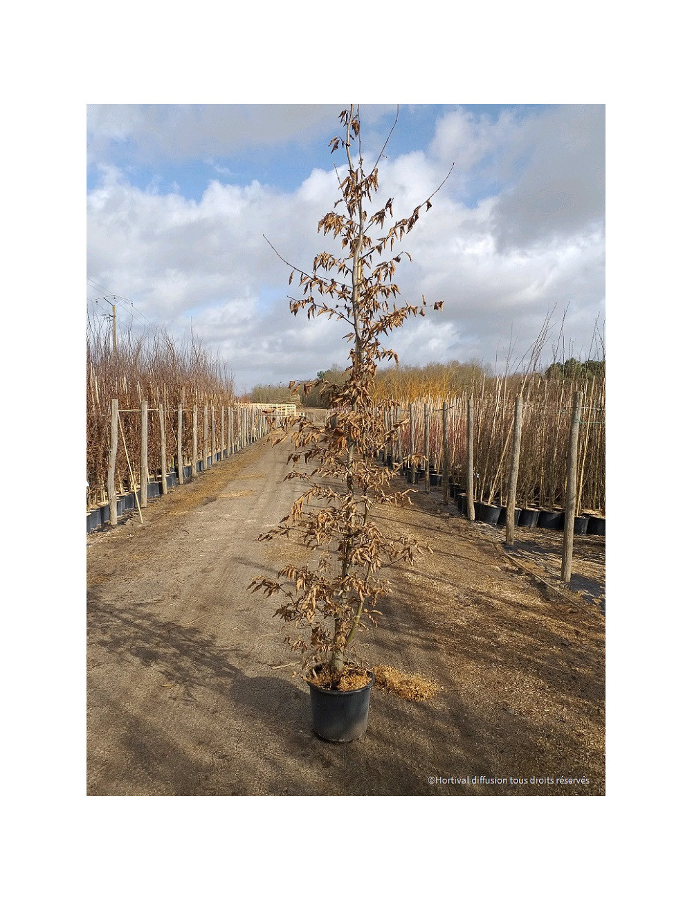 CARPINUS betulus (Charme commun)