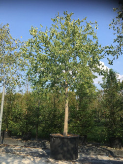 CELTIS australis