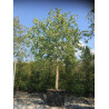 CELTIS australis