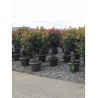 PHOTINIA fraseri RED ROBIN En pot forme cépée