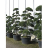 ILEX crenata KINME