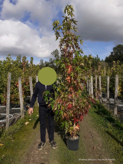 LIQUIDAMBAR styraciflua WORPLESDON En pot de 15-20 litres forme forme baliveau