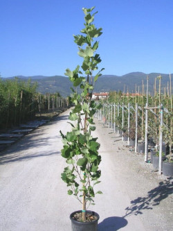 LIRIODENDRON tulipifera FASTIGIATUM En pot de 15-20 litres forme forme baliveau