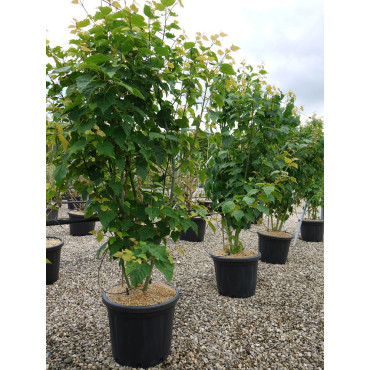ACER davidii