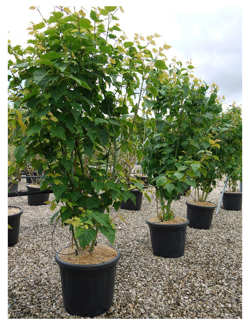 ACER davidii