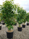 erable-de-david-acer-davidii.jpg