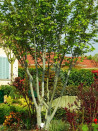 erable-de-david-acer-davidii-2.jpg