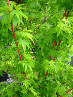 erable-du-japon-a-bois-corail-sangokaku-acer-palmatum-sangokaku.jpg