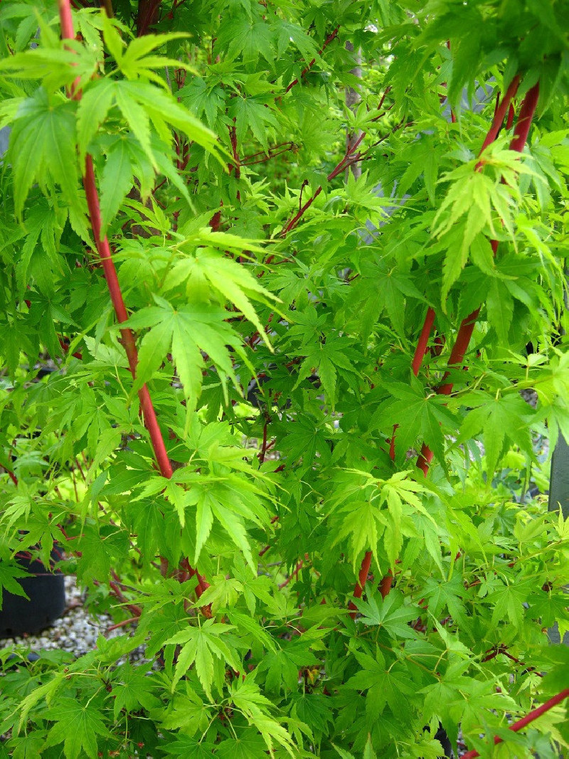 erable-du-japon-a-bois-corail-sangokaku-acer-palmatum-sangokaku.jpg