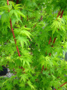 ACER palmatum SENKAKI ou SANGOKAKU