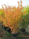 erable-du-japon-a-bois-corail-sangokaku-acer-palmatum-sangokaku-11.jpg