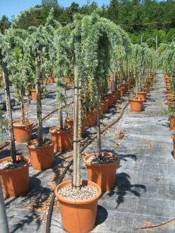 CEDRUS atlantica GLAUCA PENDULA