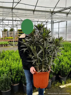 NERIUM oleander BLANC En pot de 15-20 litres