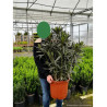 NERIUM oleander BLANC En pot de 15-20 litres