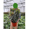 NERIUM oleander ROUGE En pot de 7-10 litres