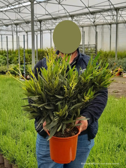 NERIUM oleander BLANC En pot de 4-5 litres