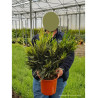NERIUM oleander BLANC En pot de 4-5 litres