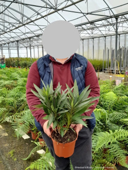 NERIUM oleander ROUGE En pot de 2-3 litres