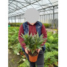 NERIUM oleander BLANC En pot de 2-3 litres