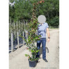 PARROTIA persica VANESSA En pot de 15-20 litres forme baliveau