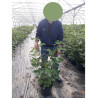 FIGUIER En pot de 10-12 litres