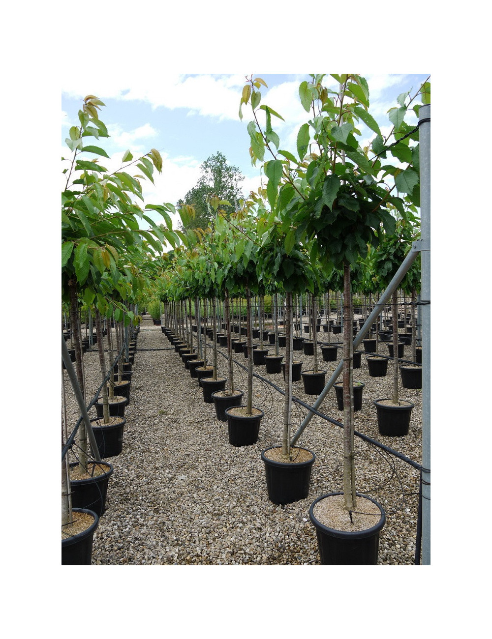 Cerisier En Pot - Vraie Plante D'Extérieur, Arbre Fruitier Ornemental - Pot De 28 Cm - Kentis