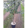 COGNASSIER En pot de 10-12 litres forme gobelet