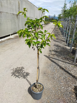 plaqueminier-kaki-cioccolatino-diospyros-kaki-cioccolatino-2.jpg