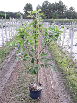 POMMIER En pot de 10-12 litres gobelet 2-3 ans d'âge
