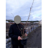 PRUNUS ACCOLADE En pot de 4-5 litres