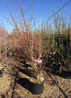 PRUNUS ACCOLADE En pot de 35-50 litres