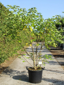BROUSSONETIA papyrifera En pot de 50-70 litres buisson hauteur 150-175 cm