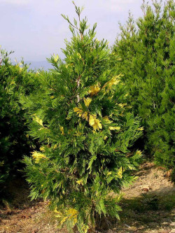 CALOCEDRUS decurrens AUREOVARIEGATA