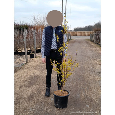 CORNUS officinalis En pot de 15-20 litres baliveau hauteur 150-200 cm