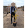 CORNUS officinalis En pot de 15-20 litres baliveau hauteur 150-200 cm
